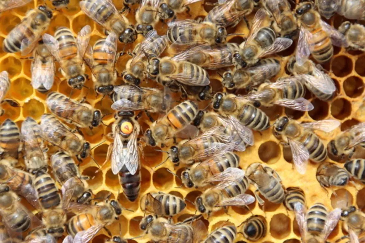 Ihre Majestät „Nummer“ 4 samt Gefolge. Bis zu 2000 Eier legt die Königin am Tag. So kann das Volk innerhalb weniger Wochen von 10 000 auf bis zu 40 000 Bienen anwachsen.⇥