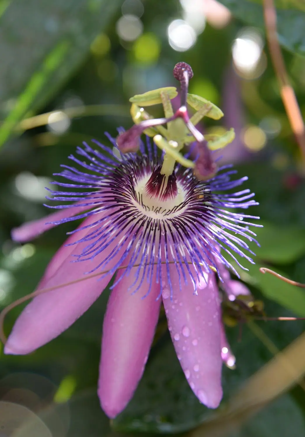 Die Hybridsorte 'Amethyst' der Passionsblume hat besonders strahlende Blüten.