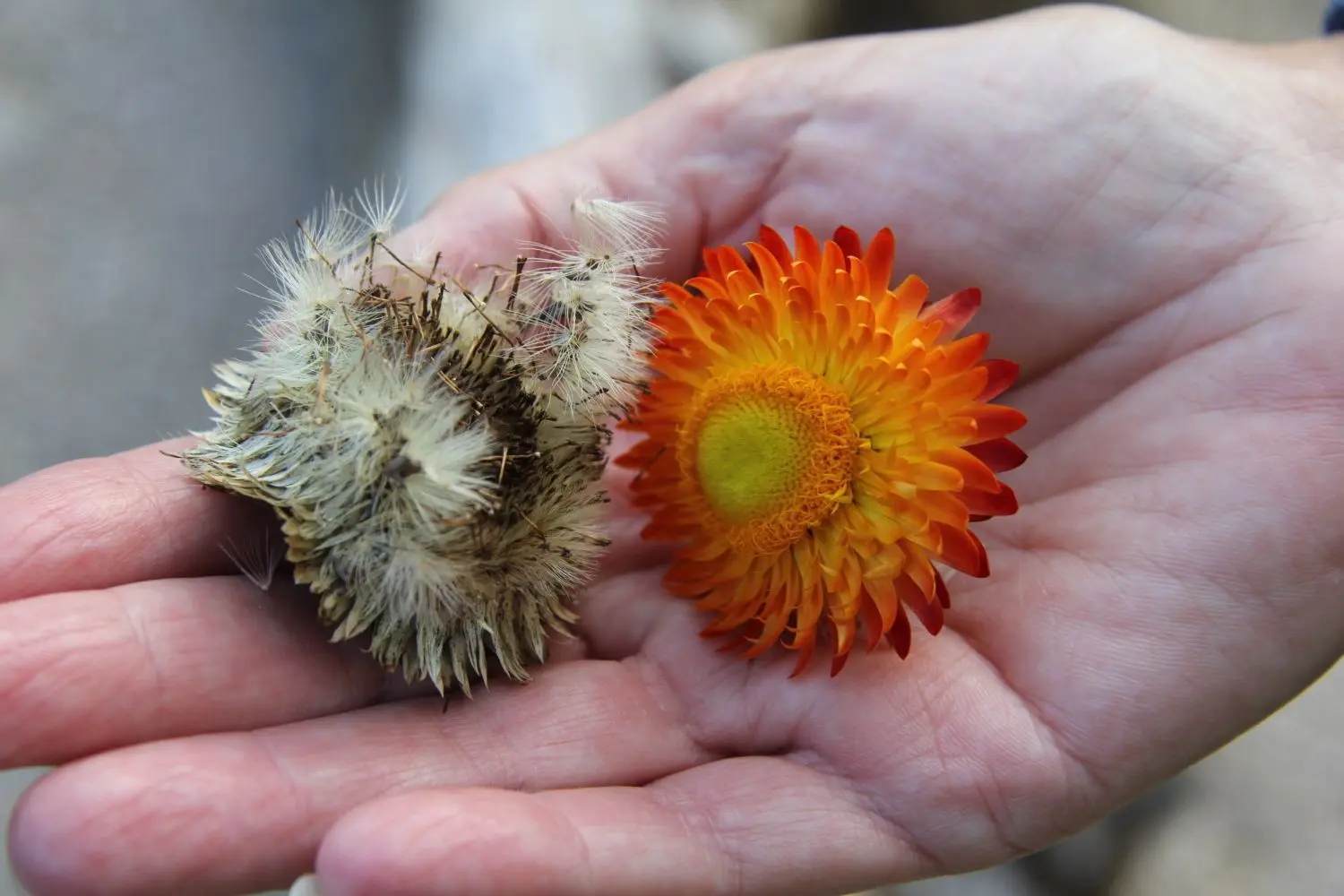 Samen der Strohblume. Die Flusen sollten aussortiert werden.