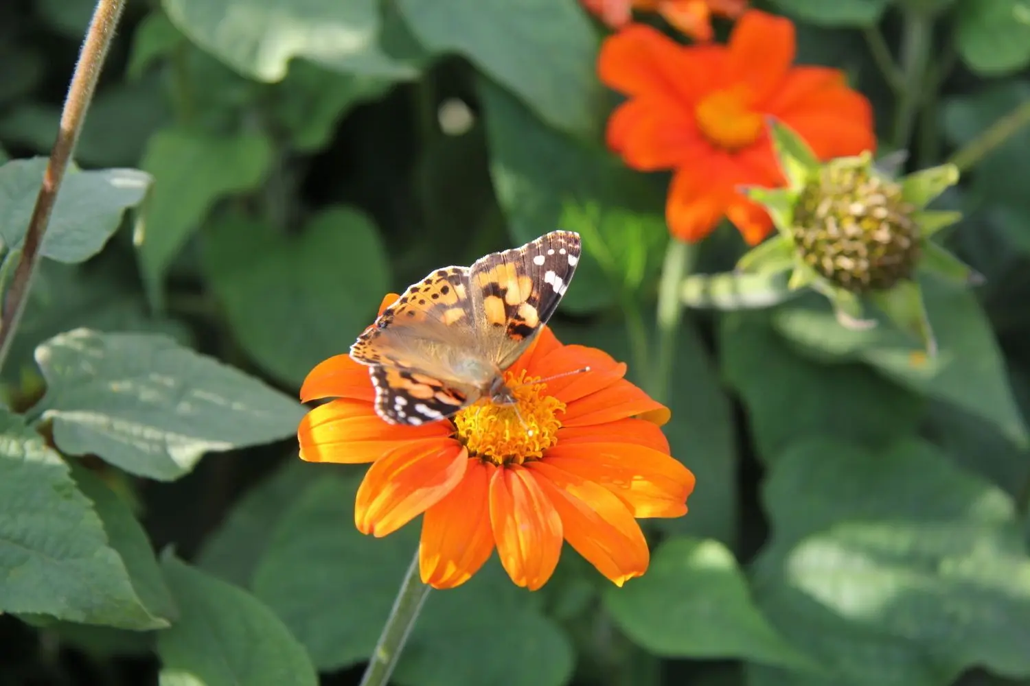 Die mexikanische Sonnenblume zieht Schmetterlinge an.
