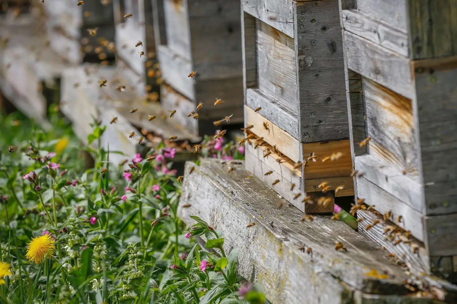 Über Ostern herrschte reger Flugbetrieb an den Bienenstöcken⇥