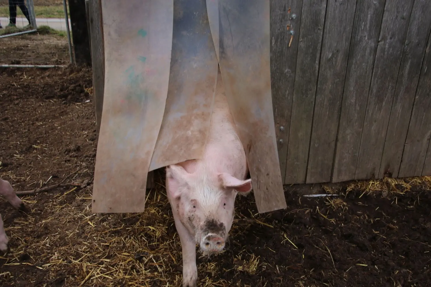 Dieses Weideschwein kann wühlen und spielen – anders als viele andere Tiere. Falsche Haltung führt zu Krankheiten, Kannibalismus und Leiden, erklärt die Tierschutzbeauftragte des Landes Baden-Württemberg.