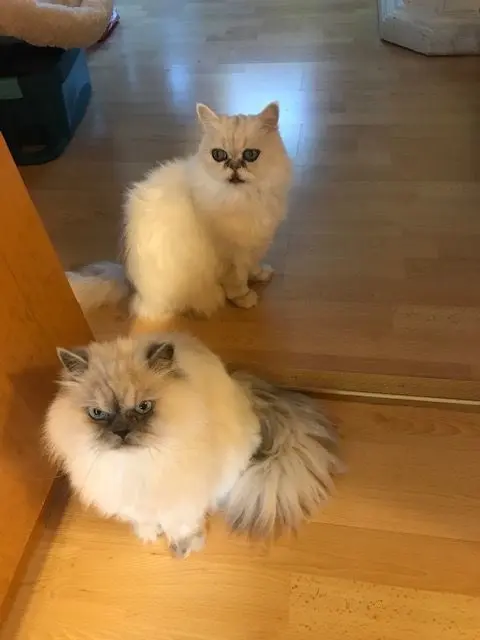 Dieses Foto von Kimba (hinten) und Bella beim Warten aufs Frühstück ziert heute das Logo der Metzinger Tierheilpraktiker-Praxis „Tierwohl“.⇥