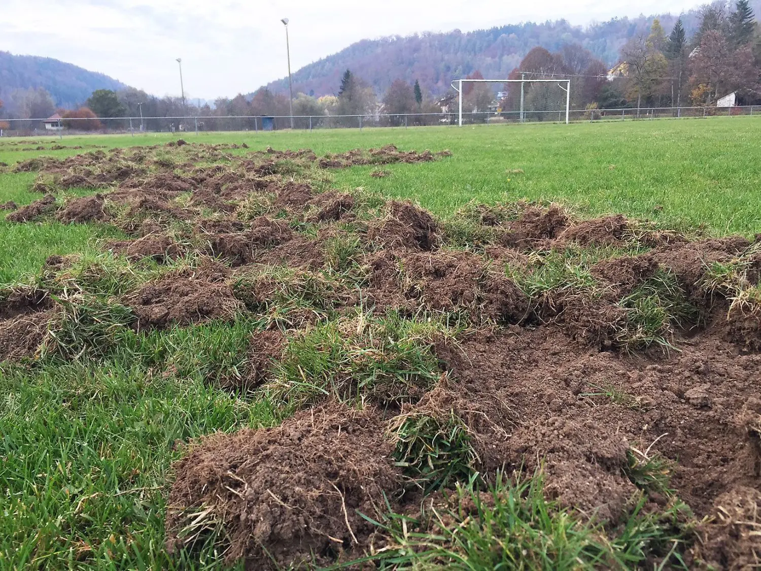 Auch auf Sportplätzen, wie hier in Bad Imnau, können Wildschweine wüten.