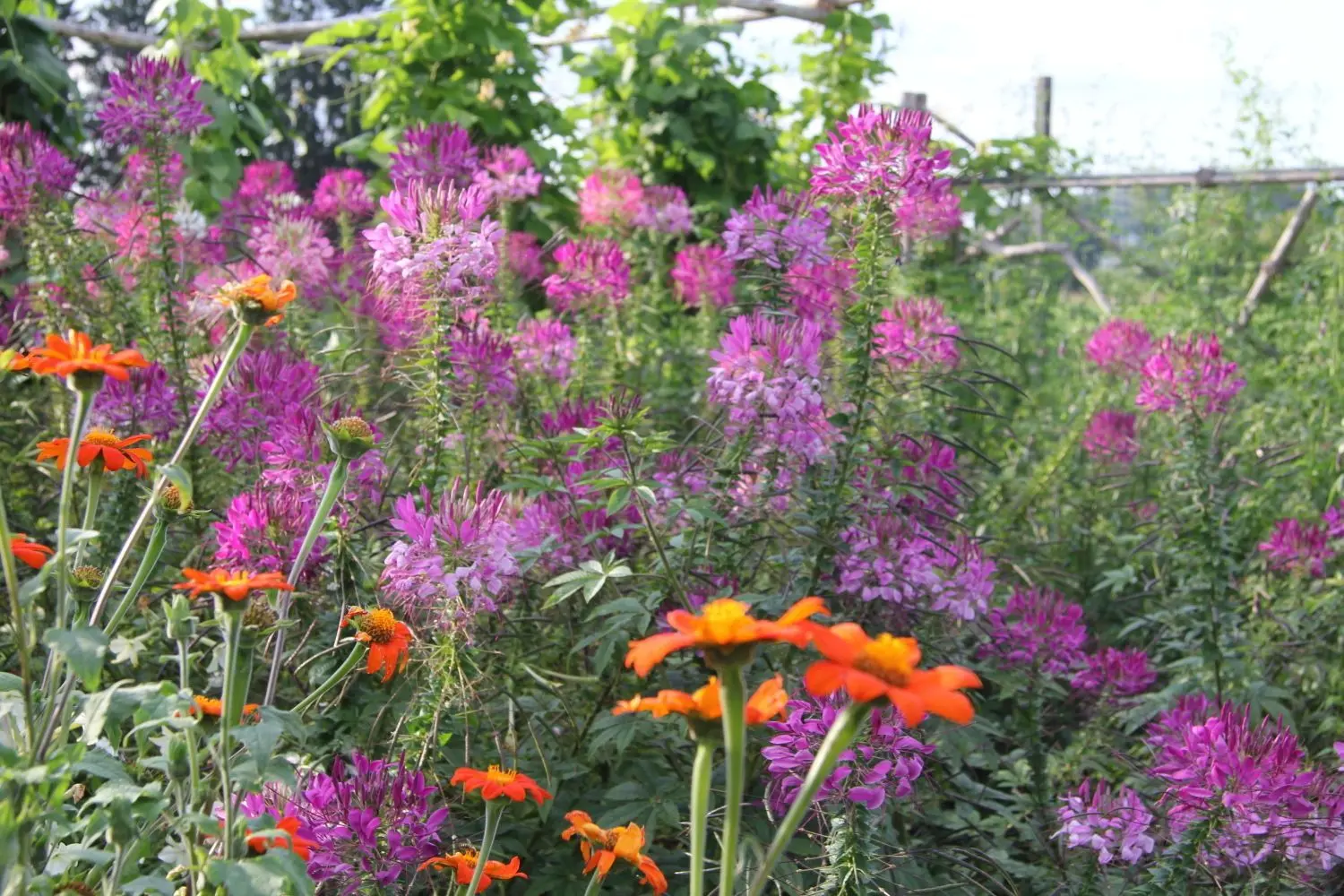 Welche eine Farbenpracht die Einjährigen hervorbringen. Vorne die orange, mexikanische Sonnenblume, dahinter die Spinnenblume, die Cleome spinosa, die es in rosa, weiß und lila gibt. ⇥