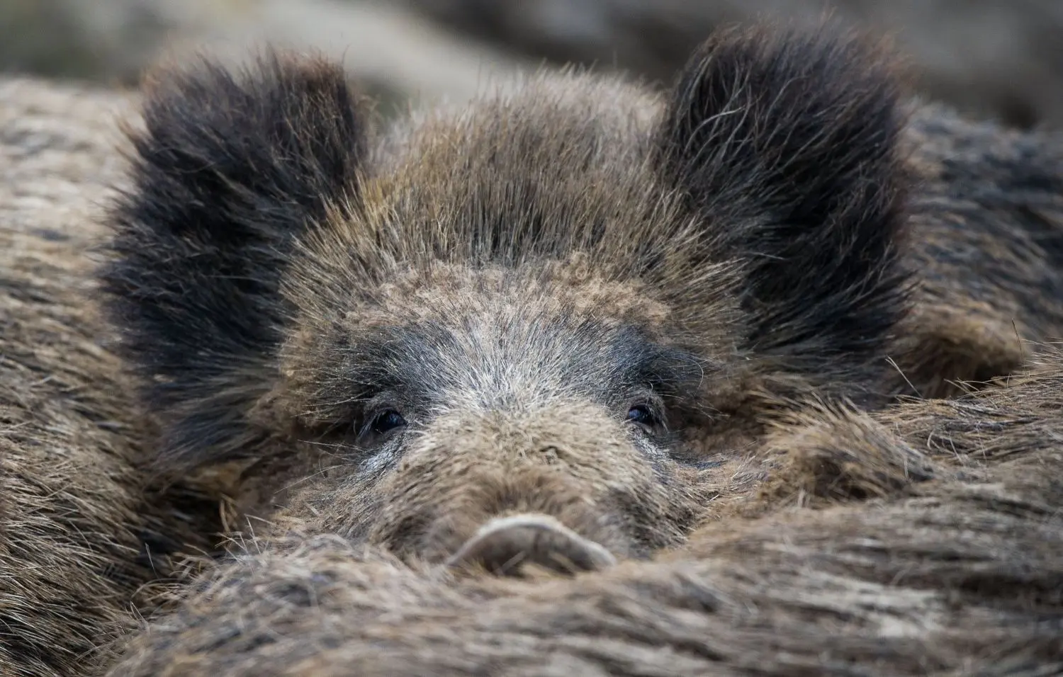 Zur Zeit tummeln sich viel zu viele Wildschweine in den Wäldern. Die Tiere richten enorme Schäden an.
