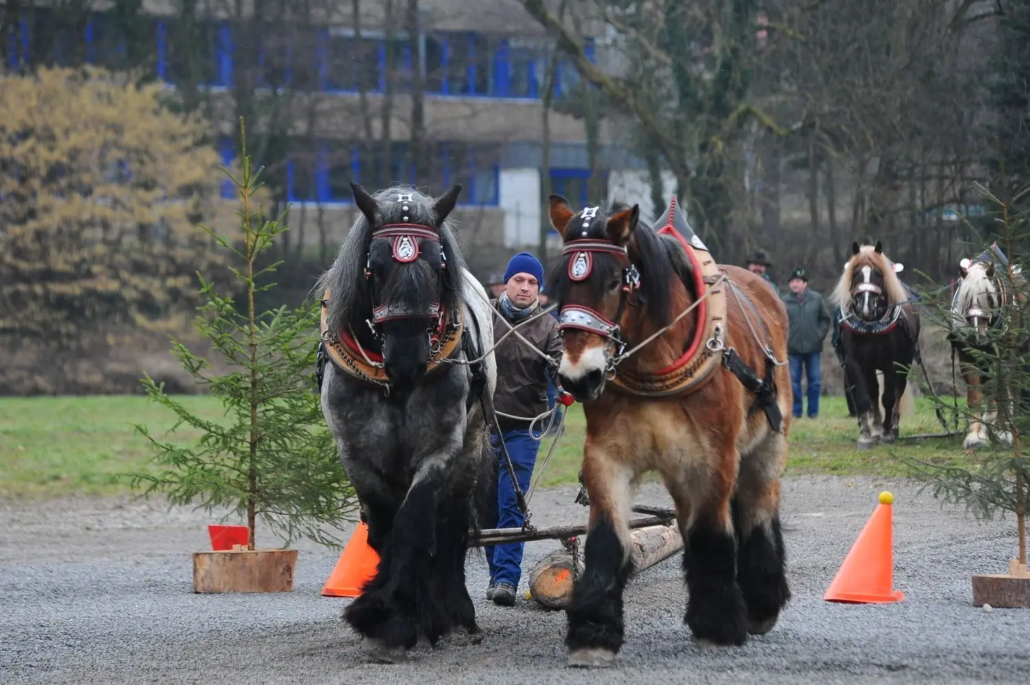 Einer der Höhepunkte des 83. Gaildorfer Pferdemarkts wird am Samstag der Fuhrmannstag auf der Kocherweise sein. Dieser findet nunmehr schon zum 19. Mal statt und ist erstmals international. Ein Starter aus Tschechien ist dabei.⇥
