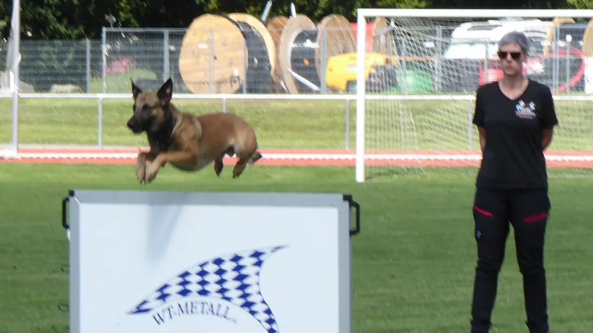 Extrem flott unterwegs sind die Belgischen Schäferhunde, die bei der Meisterschaft die ganz große Mehrheit der Hundearten stellen.