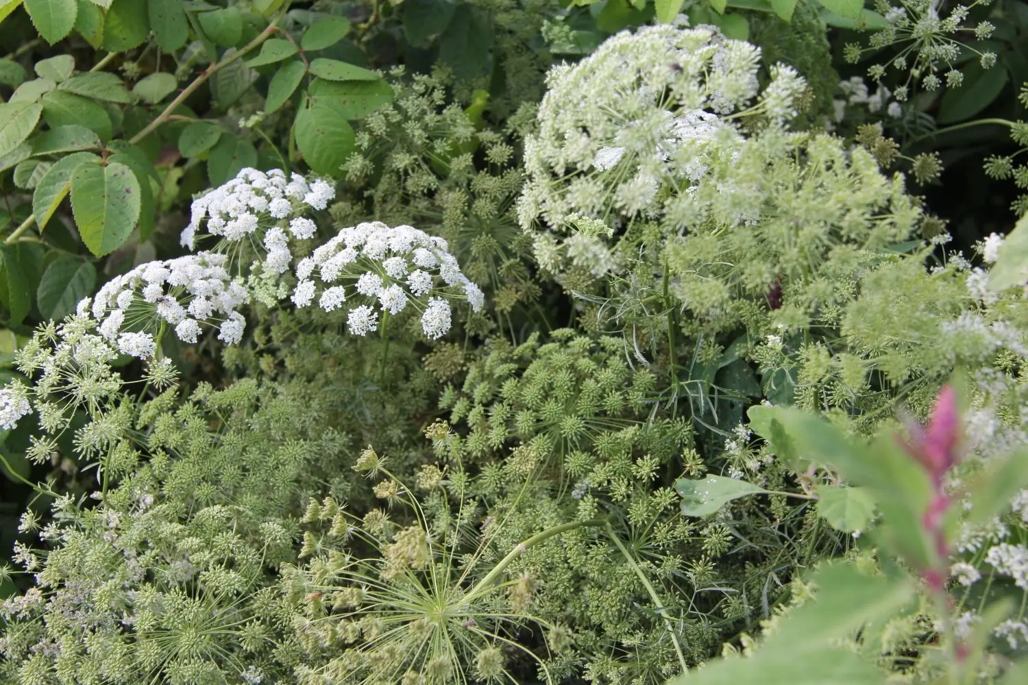Die große Knorpelmöhre, auch Bischofskraut genannt, macht sich auch in der Vase gut.
