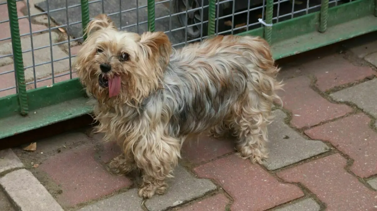 Soll zum Hunde–Friseur: Die Yorkshire–Terrier–Dame Luna muss ins Tierheim Eisenhüttenstadt. Ihr Herrchen ist obdachlos geworden.
Hündin Luna muss ins Tierheim Eisenhüttenstadt. Ihr Herrchen ist obdachlos geworden.