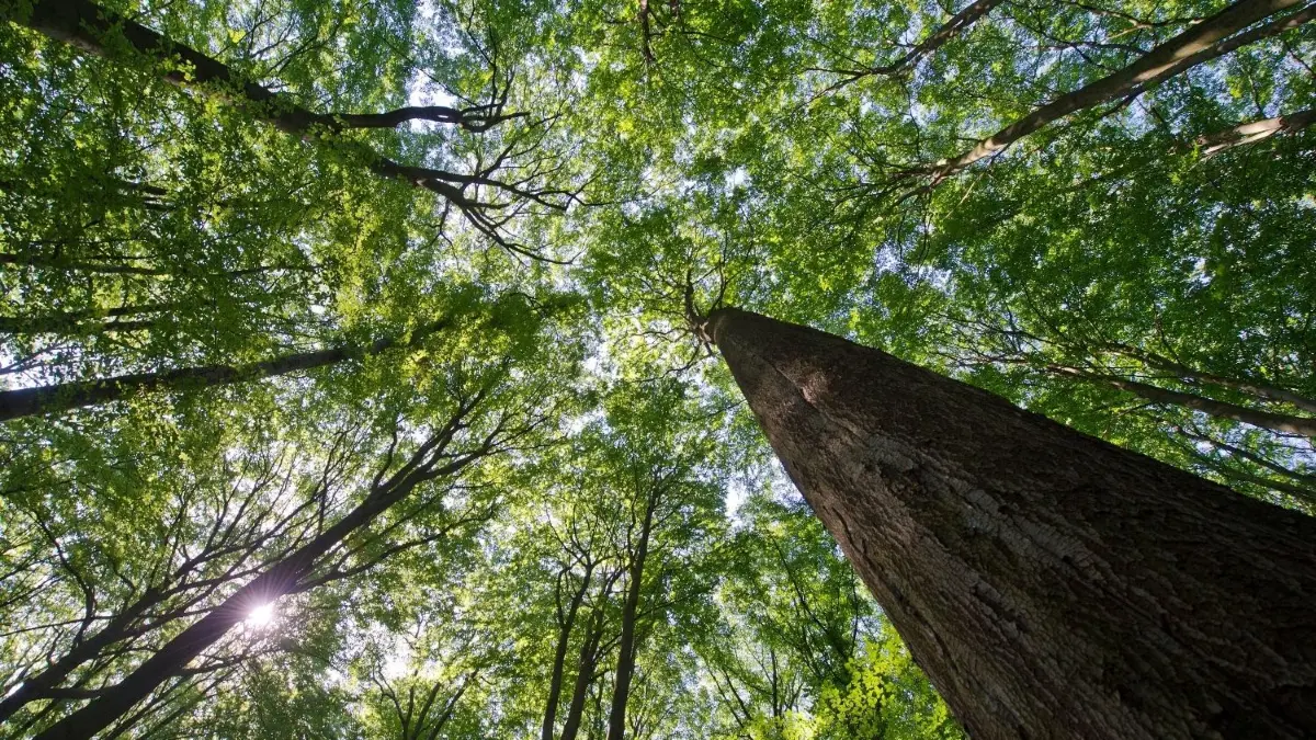 Nachhaltige Waldwirtschaft: Die Sonne scheint durch das Blätterdach von Buchen iim Biosphärenreservat Schorfheide–Chorin. Bis 2024 werden die Wälder in diesem Gebiet zertifiziert.
ARCHIV -Die Sonne scheint durch das Blätterdach von Buchen im Totalreservat des Grumsiner Forstes im Biosphärenreservat Schorfheide-Chorin nahe dem brandenburgischen Angermünde (Uckermark), am 10.06.2011. Vom 19. bis 23. Juni 2011 tagt das Unesco-Welterbekomitee in Paris. Deutschland hat das 670 Hektar große Gebiet in Nordbrandenburg zusammen mit vier weiteren deutschen Buchenwäldern in Thüringen, Mecklenburg-Vorpommern und Hessen als Unesco-Weltnaturerbe nominiert. Foto: Patrick Pleul dpa +++(c) dpa - Bildfunk+++