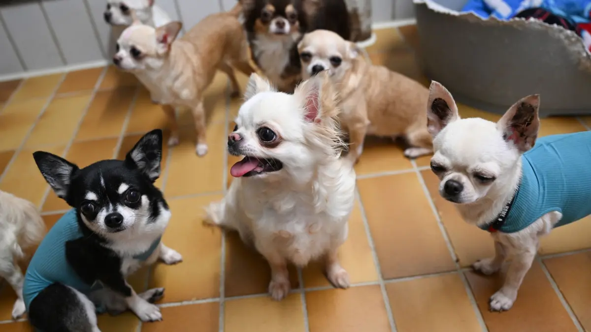 „Animal Hoarding“: ARCHIV - 01.02.2024, Baden-Württemberg, Stuttgart: Gerettete Chihuahua Hunde aus einem Fall von "animal hoarding" (pathologisches Horten von Tieren) sind im Tierheim Stuttgart untergebracht und werden von hier an neue verantwortungsvolle Besitzer verteilt. (zu dpa: «Bericht zu krankhaftem Tier-Sammeln: Besonders viele Fälle in 2023») Foto: Bernd Weißbrod/dpa +++ dpa-Bildfunk +++