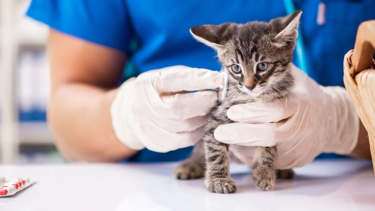 NPG-Standardlizenz, Tierarzt Hund Katze Tierversicherung. Tierarzt untersucht Kätzchen in Tierklinik. Download am 29.5.24 für Redaktion Reutlingen. 236543090 Foto: © Elnur/adobe.stock.com