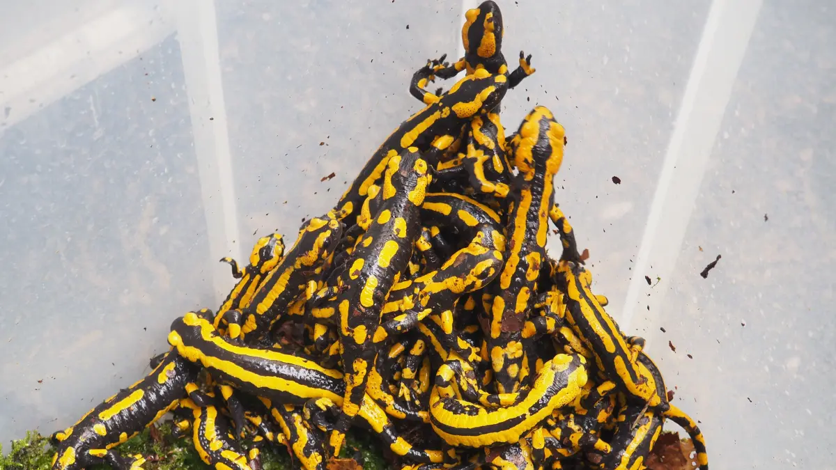 Ein Fund, den man nicht alle Tage hat: Bei Binsdorf (Geislingen bei Balingen) wurden Feuersalamander entdeckt und von der Unteren Naturschutzbehörde gerettet.