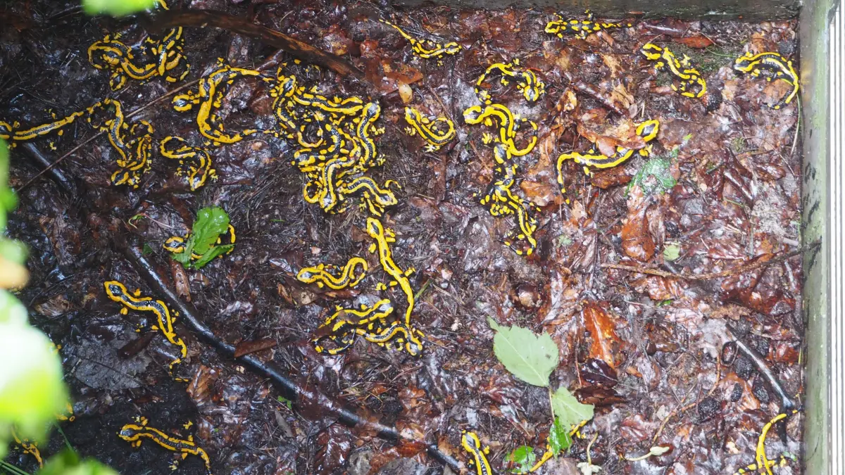 In einem Lichtschacht an einem Wasserhäuschen im Wald bei Binsdorf (Geislingen bei Balingen) wurde eine Vielzahl an Feuersalamandern entdeckt.