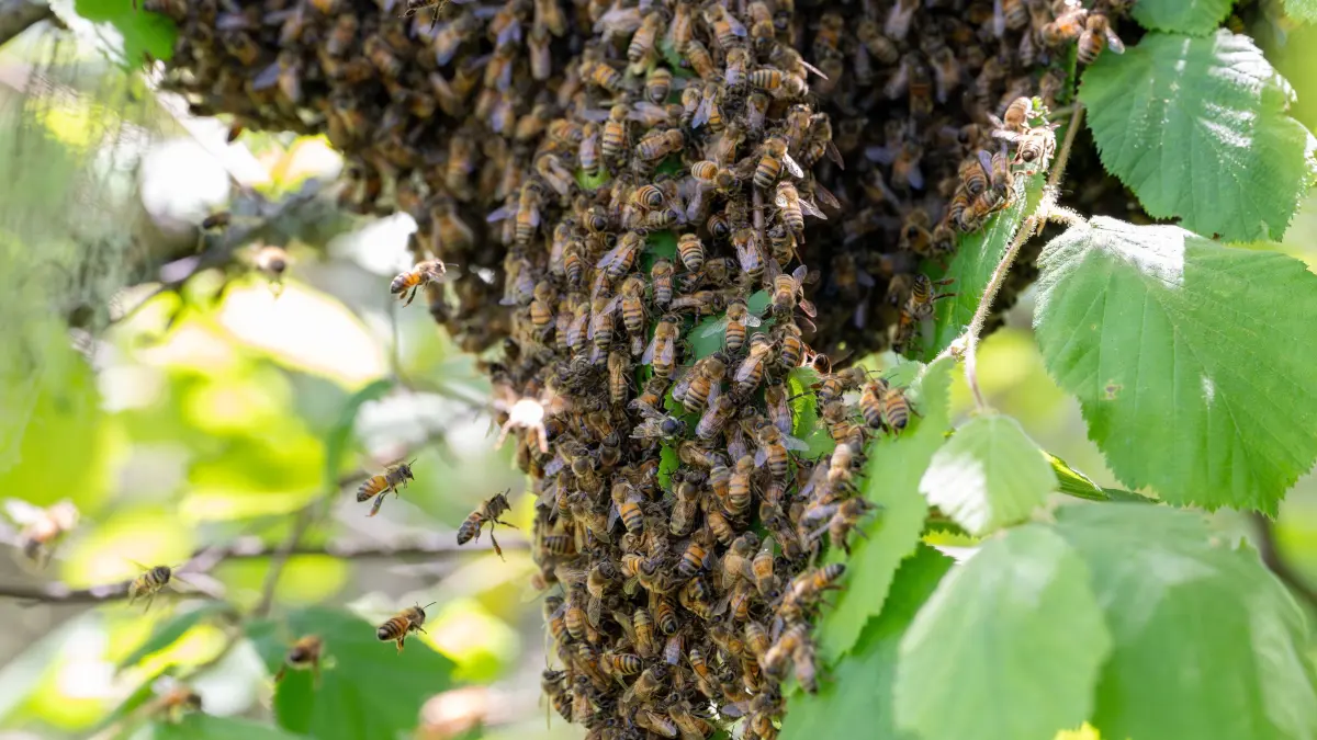 Summ, summ, summ: Ein Schwarm Honigbienen an einem Baum am Umpqua River in Oregon: May 31, 2024, Elkton, Oregon, USA: A swarm of honey bees cling to the branch of a tree along the Umpqua River near Elkton in southwestern Oregon. Bees swarm as a natural part of their reproductive cycle. Swarming allows the bee population to expand and also helps in the natural dispersal of bees, which is crucial for the species survival and genetic diversity. (Credit Image: © Robin Loznak/ZUMA Press Wire) / action press