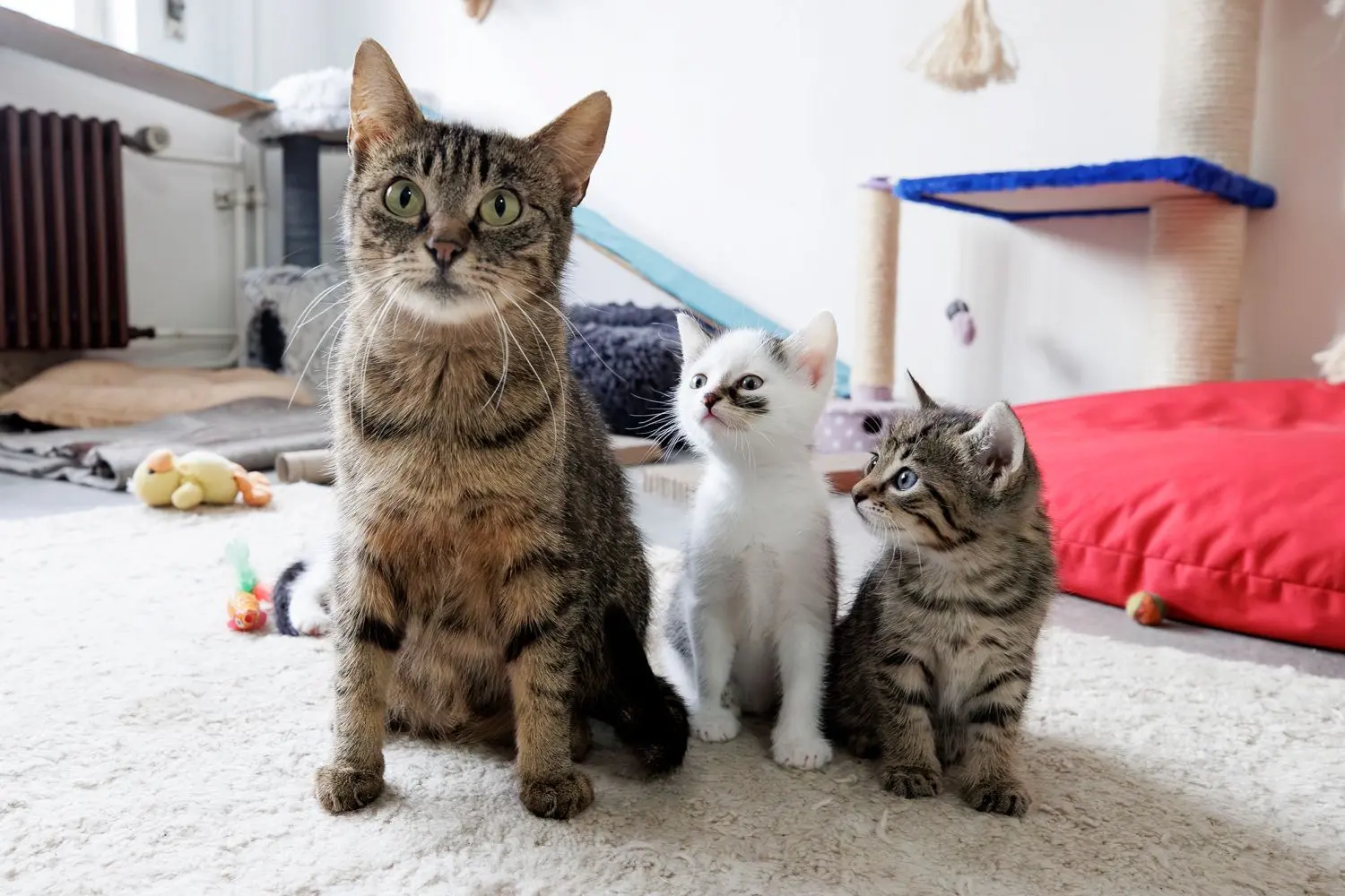 Ehrenamtliche kümmern sich dreimal täglich im Wechsel auch um Katzenmutter Jolie und ihre sechs Wochen alten Jungen.