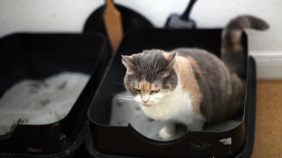 Eine Katze sitzt in einem Katzenklo: ARCHIV - Oben ohne und mit niedriger Einstiegshöhe - es braucht nicht viel fürs perfekte Katzenklo (zu dpa: «Gutes Geschäft: Katzentoiletten sollten nicht zu klein sein») Foto: Ina Fassbender/dpa-tmn - Honorarfrei nur für Bezieher des dpa-Themendienstes +++ dpa-Themendienst +++