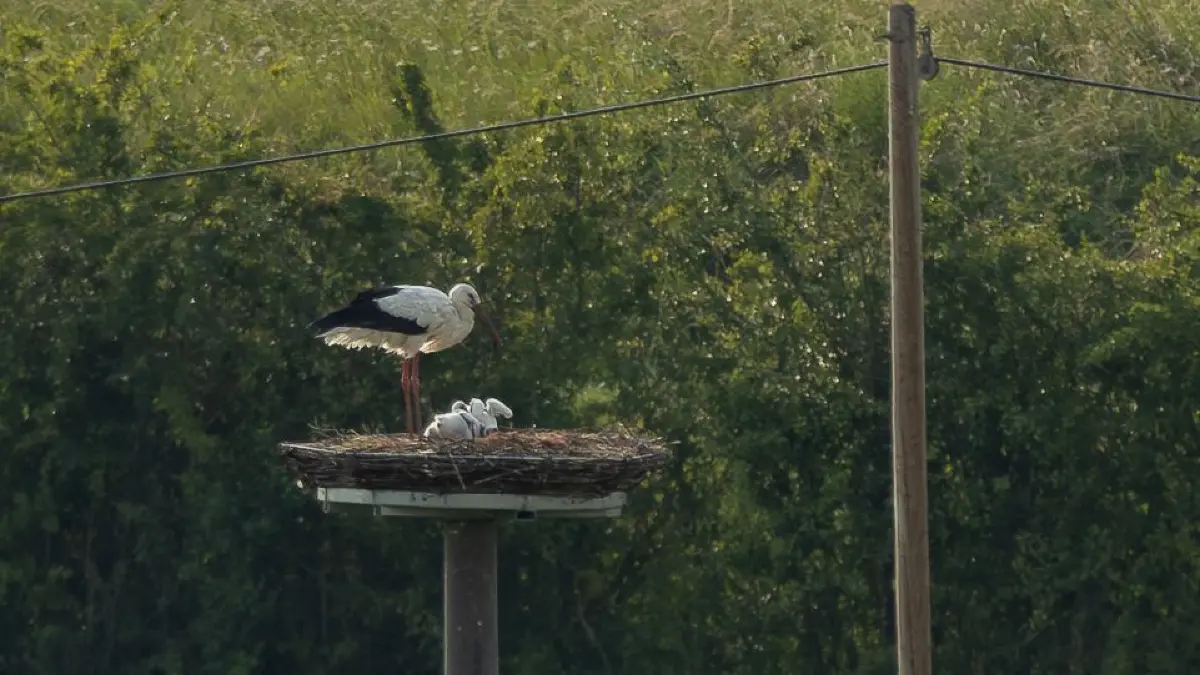Die Rangendinger Störche aus einer anderen Perspektive, fotografiert von einem Rangendinger Hobbyfotografen, der das "Hobby" wirklich weglassen sollte.