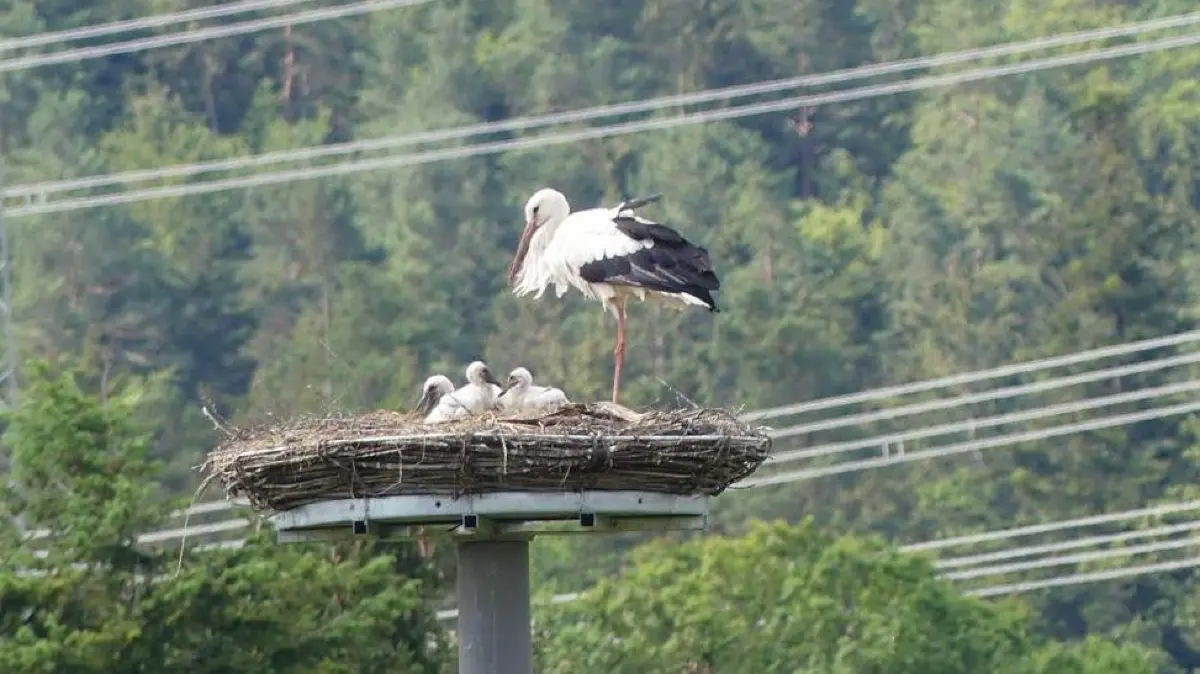 Der Großstorch sieht etwas geschafft aus. So ein Nachwuchstrio kann bestimmt anstrengend sein!