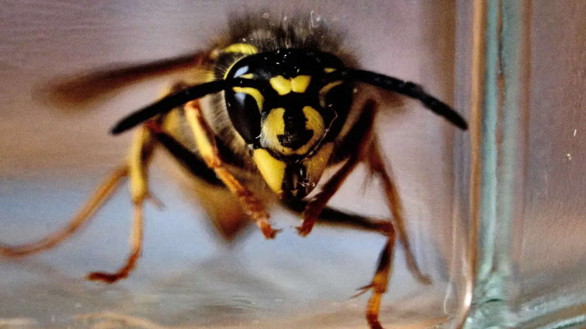 Eine gemeine Wespe (Vespula vulgaris) schaut aus einem Marmeladenglas, in dem sie gefangen wurde, um sie aus dem Haus zu schaffen und wieder frei zu lassen. +++ dpa-Bildfunk +++