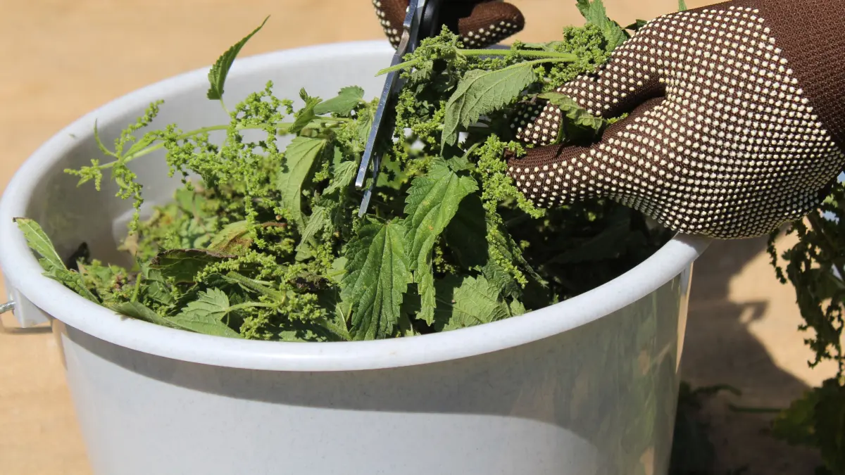 NPG-erweiterte Lizenz / Mantel, Jauche aus Brennnesseln herstellen. Download am 25.6.24 für SWP, HOGA. 369740748 Foto: © Martina/adobe.stock.com