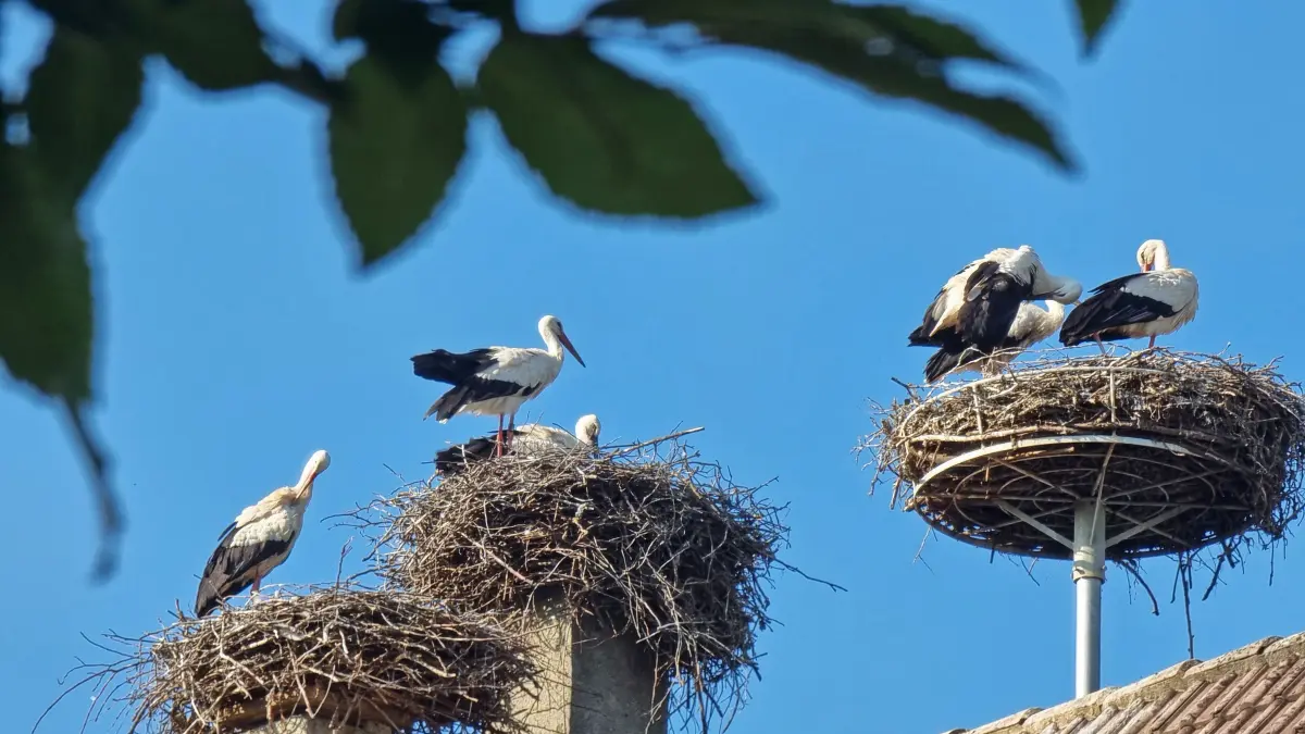Storch Störche Langenau Stadtgebiet Nest Nester