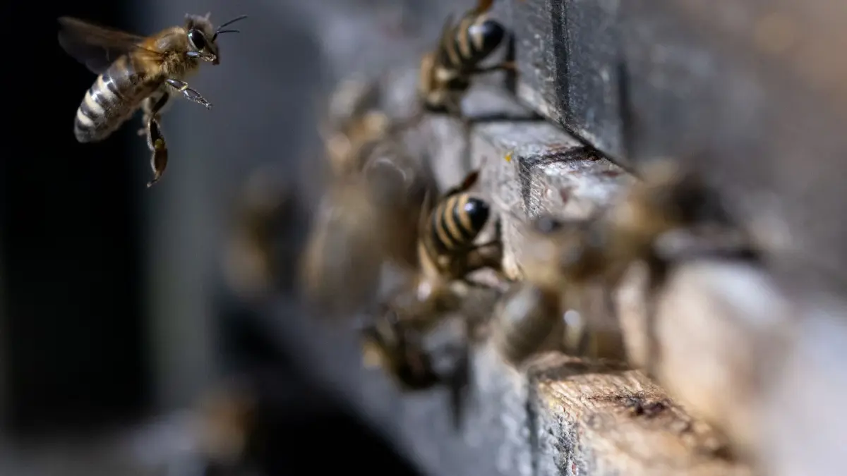Bienen: ARCHIV - 20.03.2024, Bayern, München: Honigbienen fliegen in der Innenstadt einen Bienenstock an. (zu dpa: «Bienenangriff – Mann verliert Kontrolle über Auto und baut Unfall») Foto: Sven Hoppe/dpa +++ dpa-Bildfunk +++
