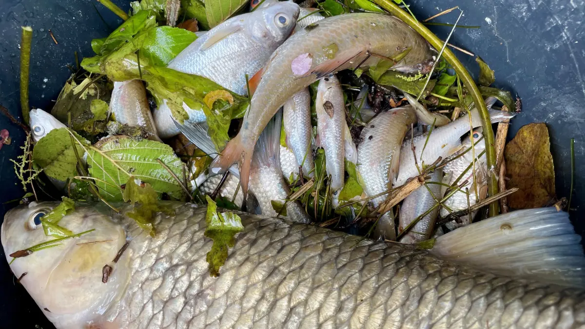 Tote Fische aus der Jagst, wieder mal. Fischsterben