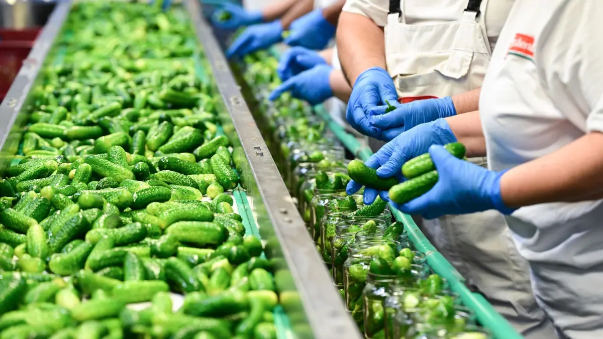 Einlegegurken: PRODUKTION - 03.07.2024, NA, Bad Friedrichshall: Gurken werden nach der Ernte in der Firma Hengstenberg weiterverarbeitet. Ob in Salaten, Rouladen oder zur klassischen Brotzeit: Saure Gurken haben eine lange Tradition in der deutschen Esskultur. (zu dpa: «Anbau von Einlegegurken «teuer und unattraktiv»») Foto: Bernd Weißbrod/dpa +++ dpa-Bildfunk +++