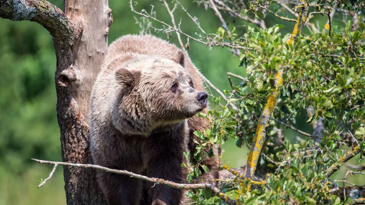 ARCHIV - 08.08.2018, Bayern, Poing: Ein Braunbär klettert im Gehege im Wildpark Poing auf einem Baum. (zu dpa: «Bewaffnete Bärenbereitschaft? Ministerium reagiert verhalten») Foto: Lino Mirgeler/dpa +++ dpa-Bildfunk +++