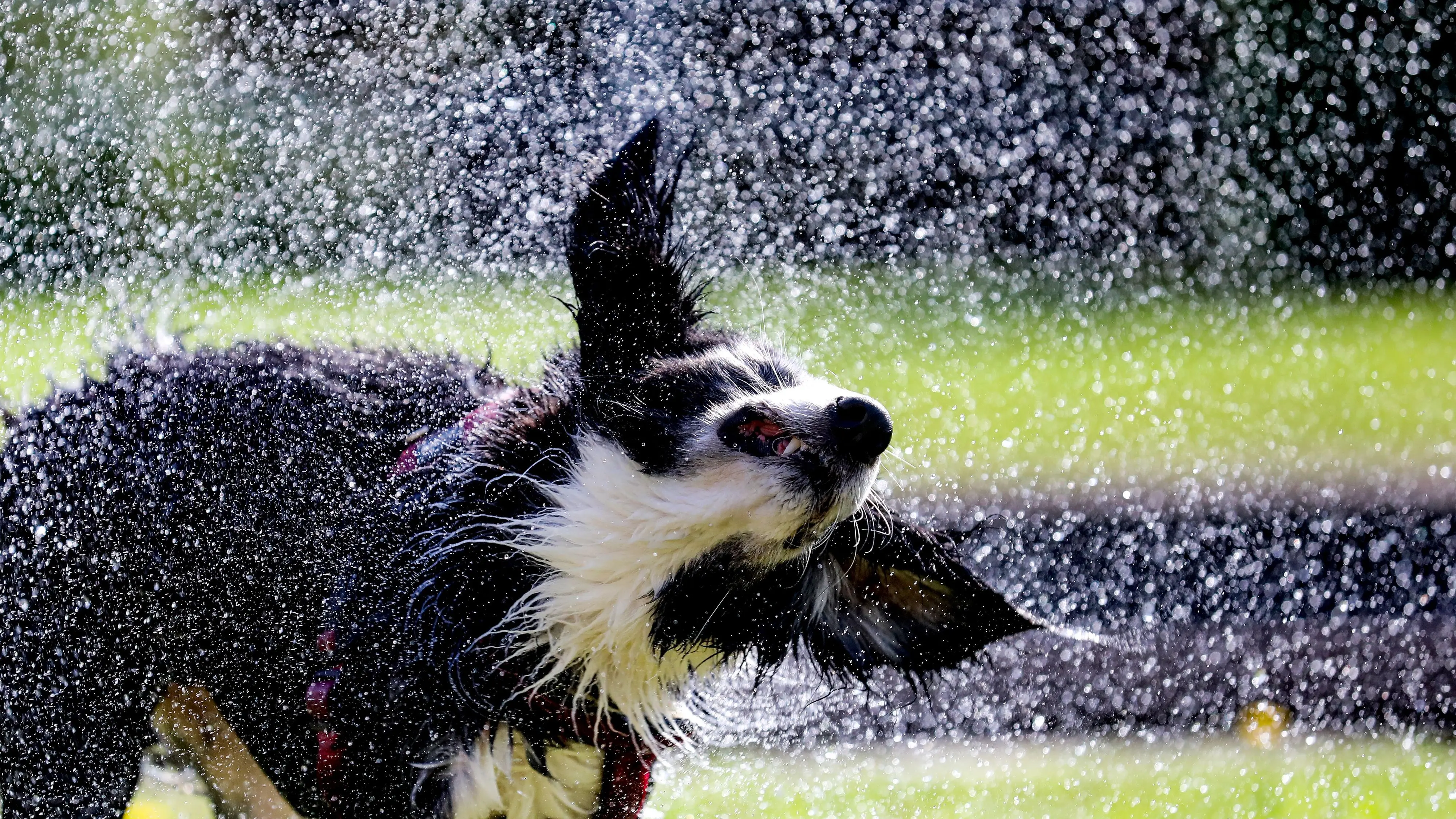 Hundstage 2024: Wetter, Bauernregeln, Datum & Ursprünge - Das sind die