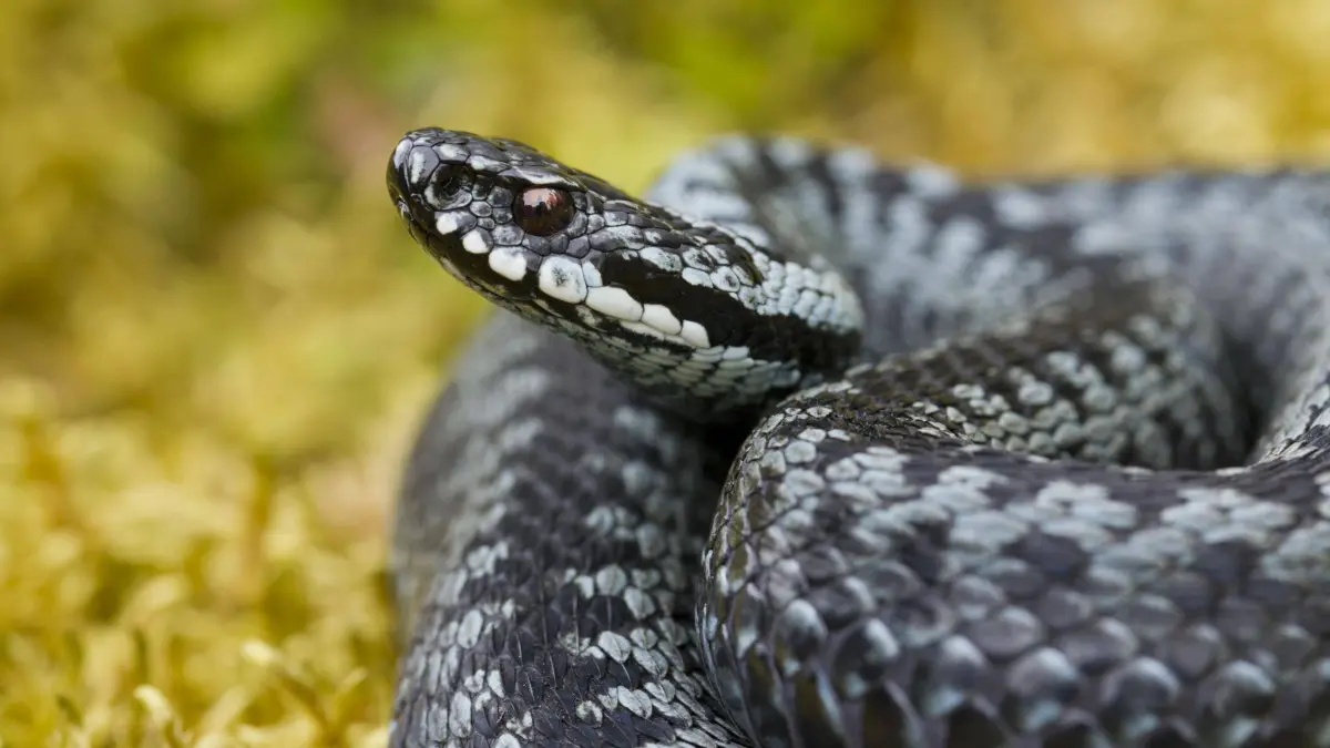 Kreuzotter Vipera berus, zusammengerollt in auffälliger Pose, graue Farbphase, Schweden, Europa *** Common Viper Vipera Berus , zusammengerollt in More striking Pose, Grey Color phase, Sweden, Europe Copyright: imageBROKER/alimdix/xArterrax/xSven-ErikxArndt ibltsm09574302.jpg Bitte beachten Sie die gesetzlichen Bestimmungen des deutschen Urheberrechtes hinsichtlich der Namensnennung des Fotografen im direkten Umfeld der Veröffentlichung