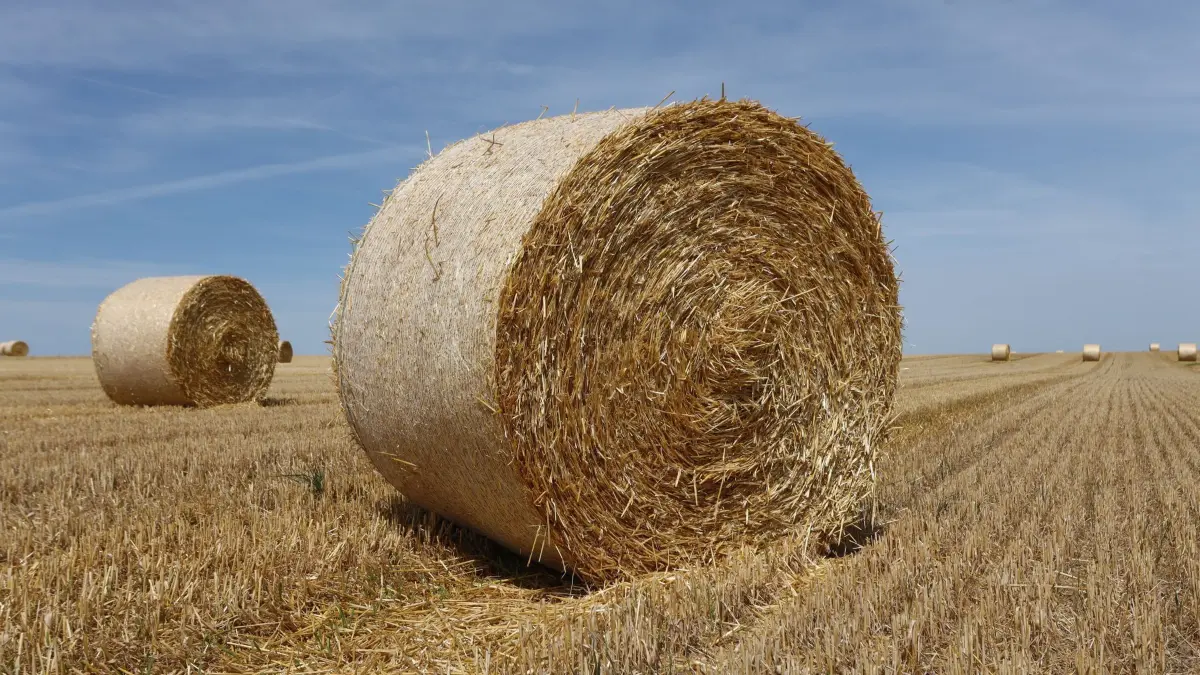 Heuballen (Symbolbild): ARCHIV - 18.07.2022, Sachsen-Anhalt, Osterwieck: Heuballen liegen kurz nach der Ernte auf einem abgeernteten Getreidefeld. (zu dpa: «Heuballen sorgt für gesperrte Bahnstrecke») Foto: Matthias Bein/dpa +++ dpa-Bildfunk +++