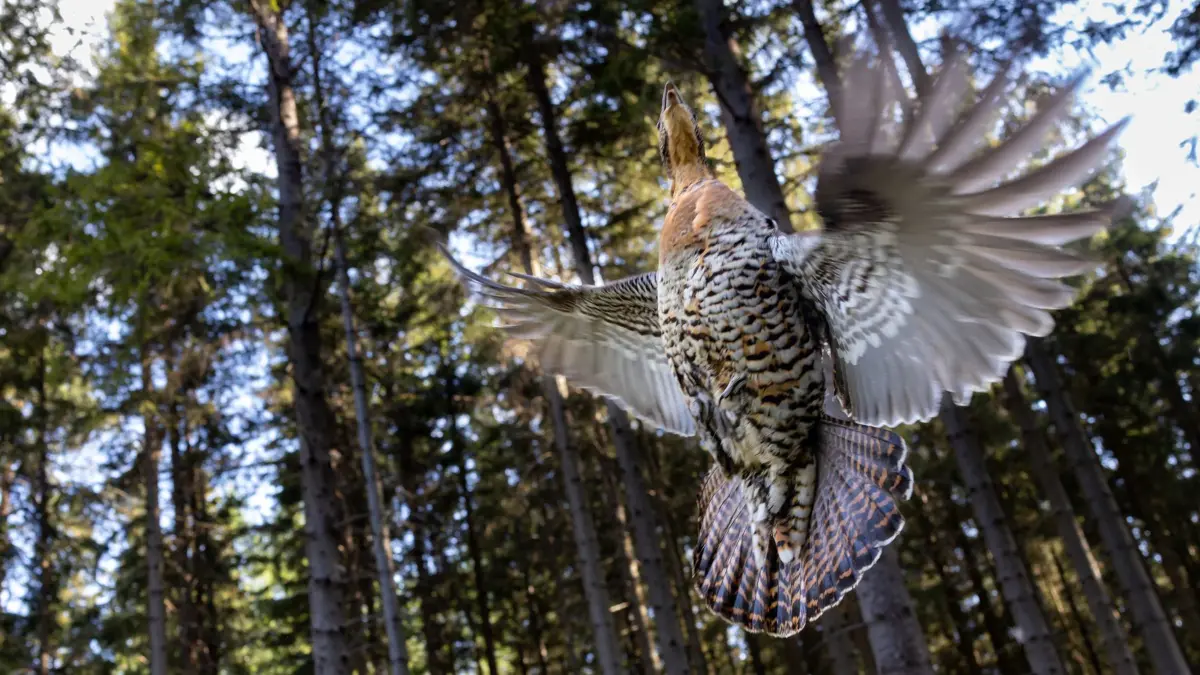 ARCHIV - 13.05.2022, Thüringen, Gehren: Ein Auerhuhn fliegt in den Wald am Langen Berg im Thüringer Wald. In Baden-Württemberg hat sich der Bestand der Art leicht erholt. (zu dpa: «Bestand der Auerhähne leicht erholt und dennoch in Gefahr») Foto: Michael Reichel/dpa +++ dpa-Bildfunk +++