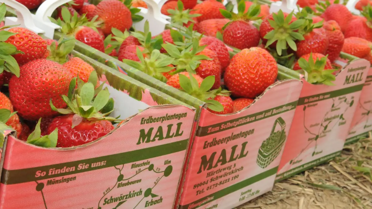 Die langanhaltenden Regenfälle haben Erdbeeren im Freiland zugesetzt. Beim Erdbeerhof Mall konnte nur die Hälfte der Erdbeeren auf den Selbstpfückfeldern geerntet werden.