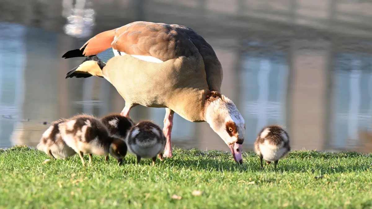 Nilgänse: ARCHIV - 23.03.2021, Baden-Württemberg, Stuttgart: Eine Nilgans frisst mit ihren Jungtieren im Schlossgarten Gras. (zu dpa: «Nilgänse bevölkern Badeseen und Wiesen - ist das schlimm?») Foto: Bernd Weißbrod/dpa +++ dpa-Bildfunk +++