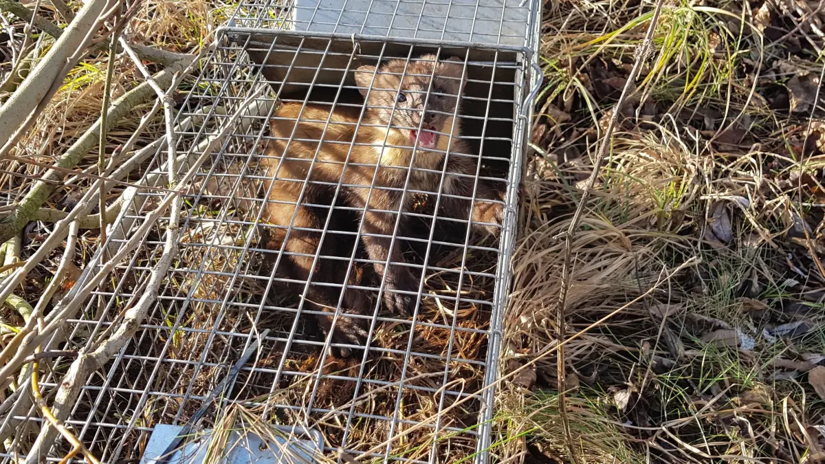 Der Baummarder in dieser Lebendfalle ist noch mal mit dem Schrecken davon gekommen. Er ist geschützt und kommt wieder frei. In einer Totschlagfalle wäre seine Neugier tragisch geendet.