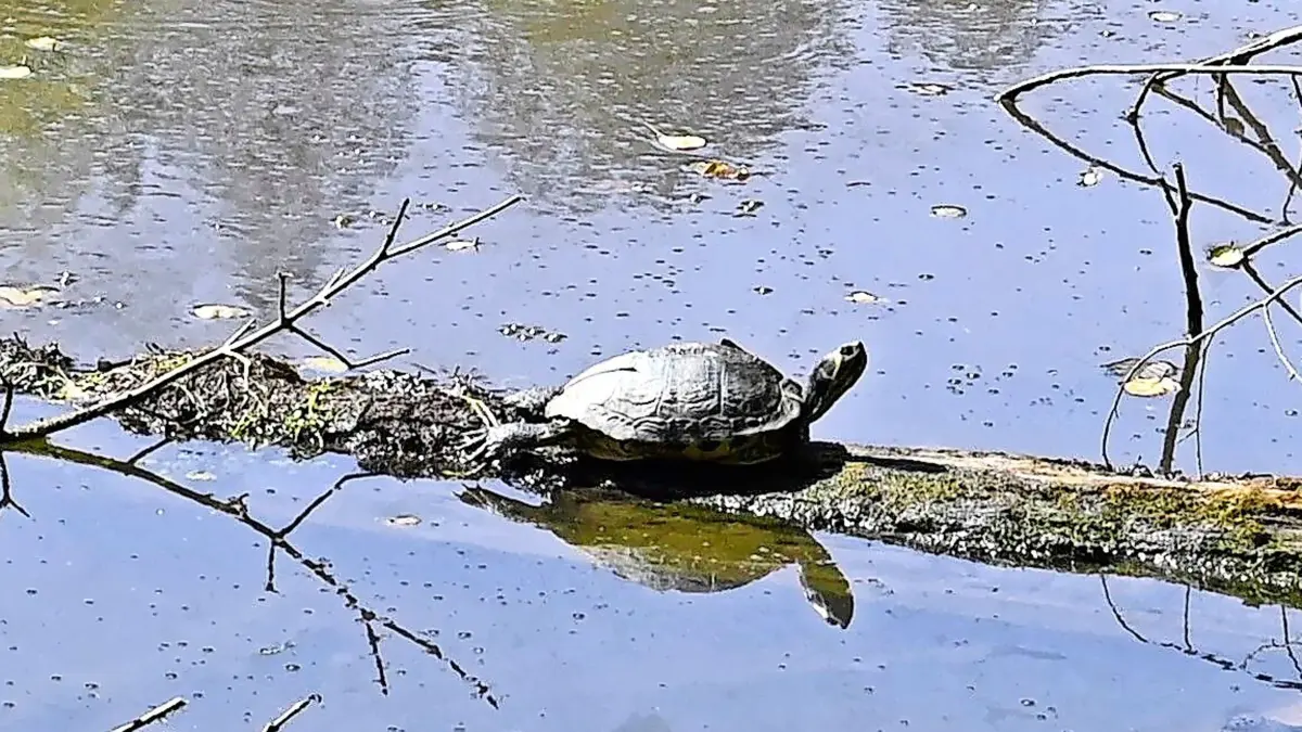Eine der Buchstaben-Schmuckschildkröten im Schlater Waldsee: Das Landratsamt will die Tiere lassen, wo sie sind.