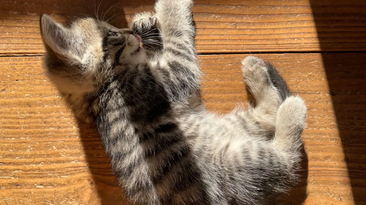 Schlafender Stubentiger. Roland Bauer hat seine fünf Katzenbabys fotografiert. (c)_Molino_Verlag_GmbH
