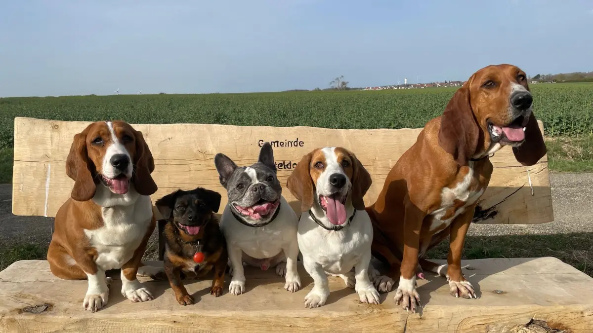 Wie auf einem Familienfoto präsentieren sich die fünf Hunde von Ines Henkelmann aus Rot am See. Die Vierbeiner trifft man auch in ihrer Hundeschule an.