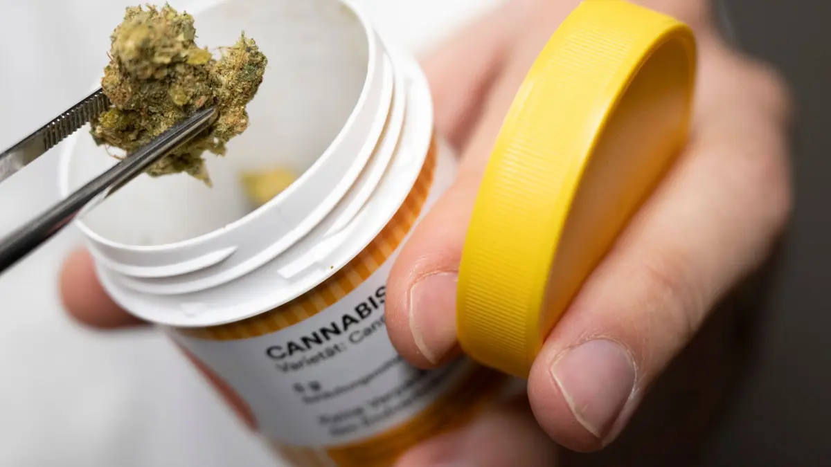 Cannabis: ARCHIV - 20.09.2022, Hessen, Mördfelden-Walldorf: Cannabisblüten zur medizinischen Behandlung. (zu dpa: «Einfach Kiffen auf Rezept») Foto: Boris Roessler/dpa +++ dpa-Bildfunk +++