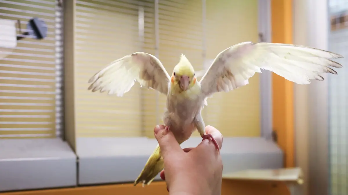 Tierheim Süderstraße: PRODUKTION - 14.08.2024, Hamburg: Nymphensittich Adelaide flattert mit seinen beschnittenen Flügeln im Vogelhaus im Tierheim Süderstraße. (zu dpa: «Viele Tiere in den Ferien ausgesetzt - insbesondere Katzen») Foto: Christian Charisius/dpa +++ dpa-Bildfunk +++