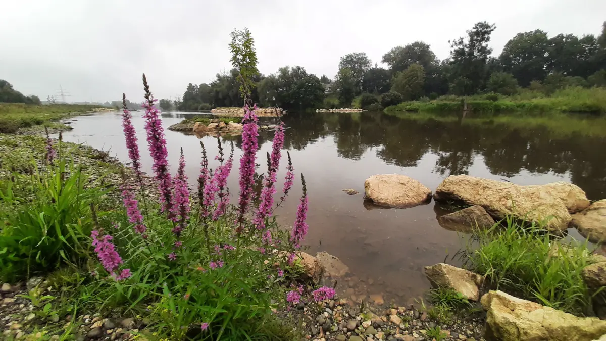 Gewässer in Ulm: Natur- und Hochwasserschutz gehen Hand in Hand | swp.de