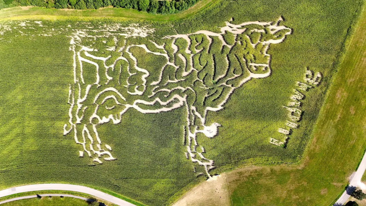 Maislabyrinth Starkholzbacher See - Labyrinth durch Maisfeld