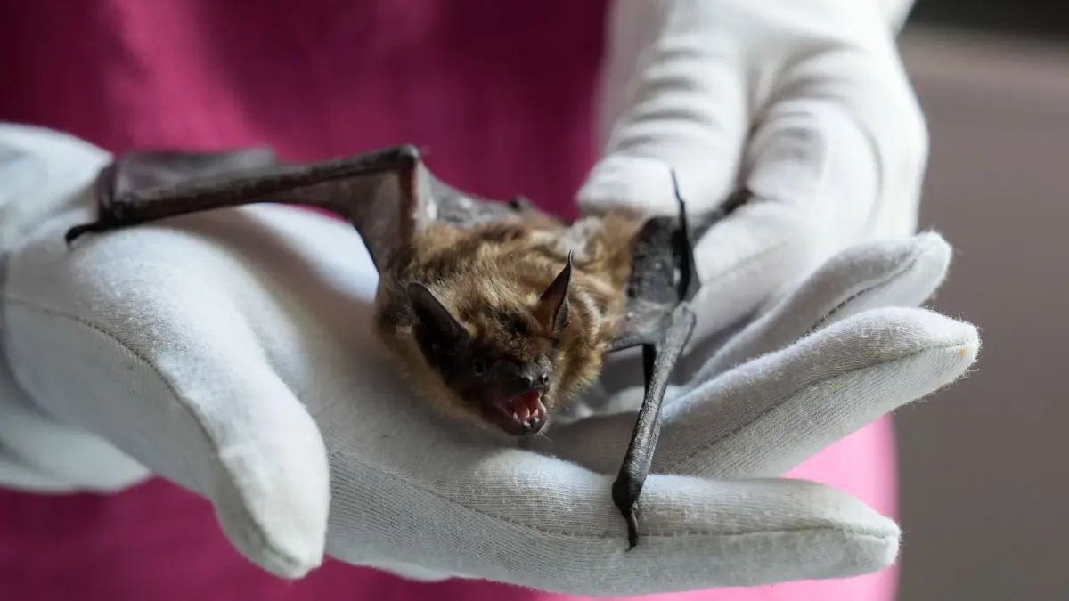 Elmshornerin pflegt Fledermäuse: 23.08.2024, Schleswig-Holstein, Elmshorn: Ines Kock steht in ihrem Schlafzimmer und hält eine Breitflügelfledermaus auf der Hand. Die 51-Jährige hilft seit zehn Jahren kleinen und größeren Fledermäusen in Not. In ihrem abgedunkelten Schlafzimmer päppelt sie sie wieder auf, füttert sie, gibt ihnen Wasser und beobachtet ihre Fortschritte. Foto: Marcus Brandt/dpa +++ dpa-Bildfunk +++