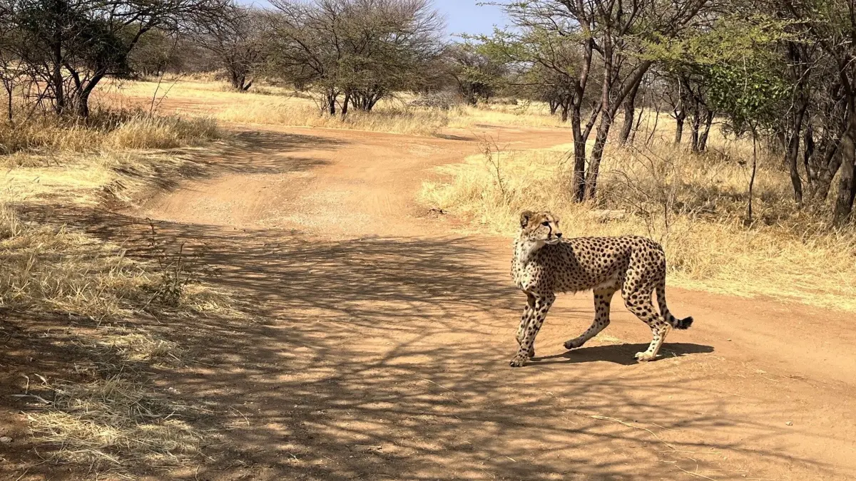 Es ist das schnellste Tier der Welt, lebt in Afrika und kann mehr als 100 Kilometer pro Stunde erreichen. Alles dazu findet ihr hier