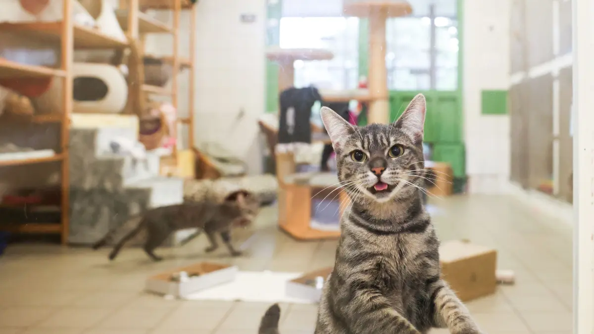 Katzen gehören zu den beliebtesten Haustieren Deutschlands. Welche ist die teuerste Katzenrasse?