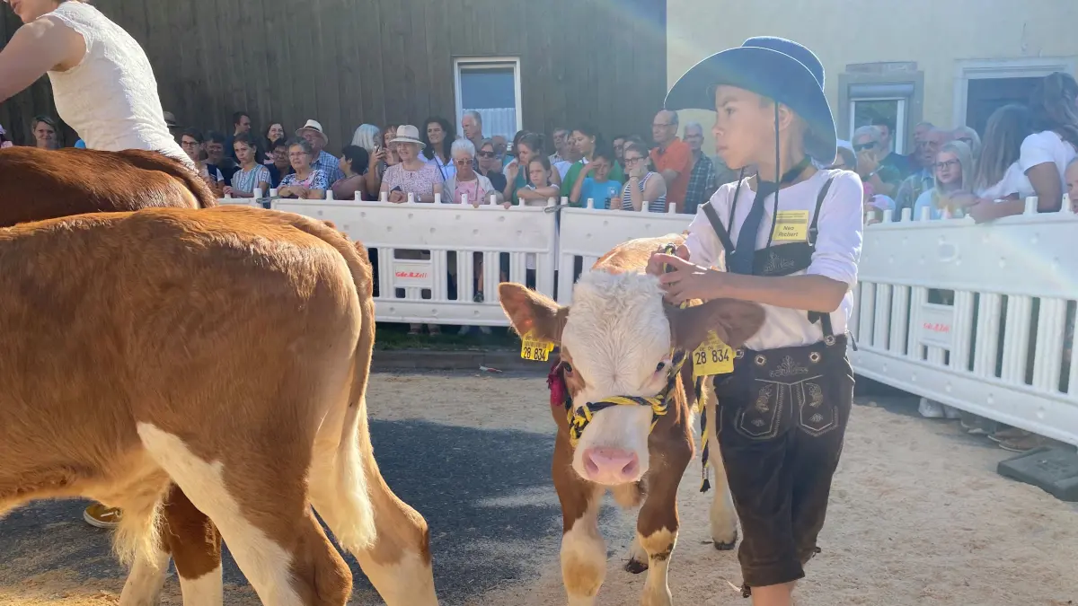 Vieh- und Krämermarkt Geifertshofen, Kälbervorführung, Marktgeschehen,.