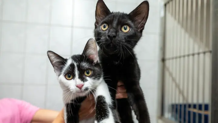 Hände weg von streunenden Katzen